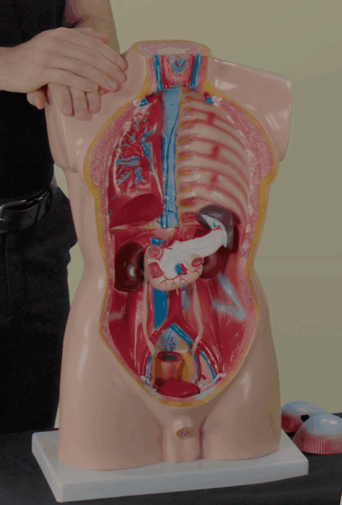 Osteopath erklärt anhand eines Modells eine Behandlung der viszeralen Osteopathie