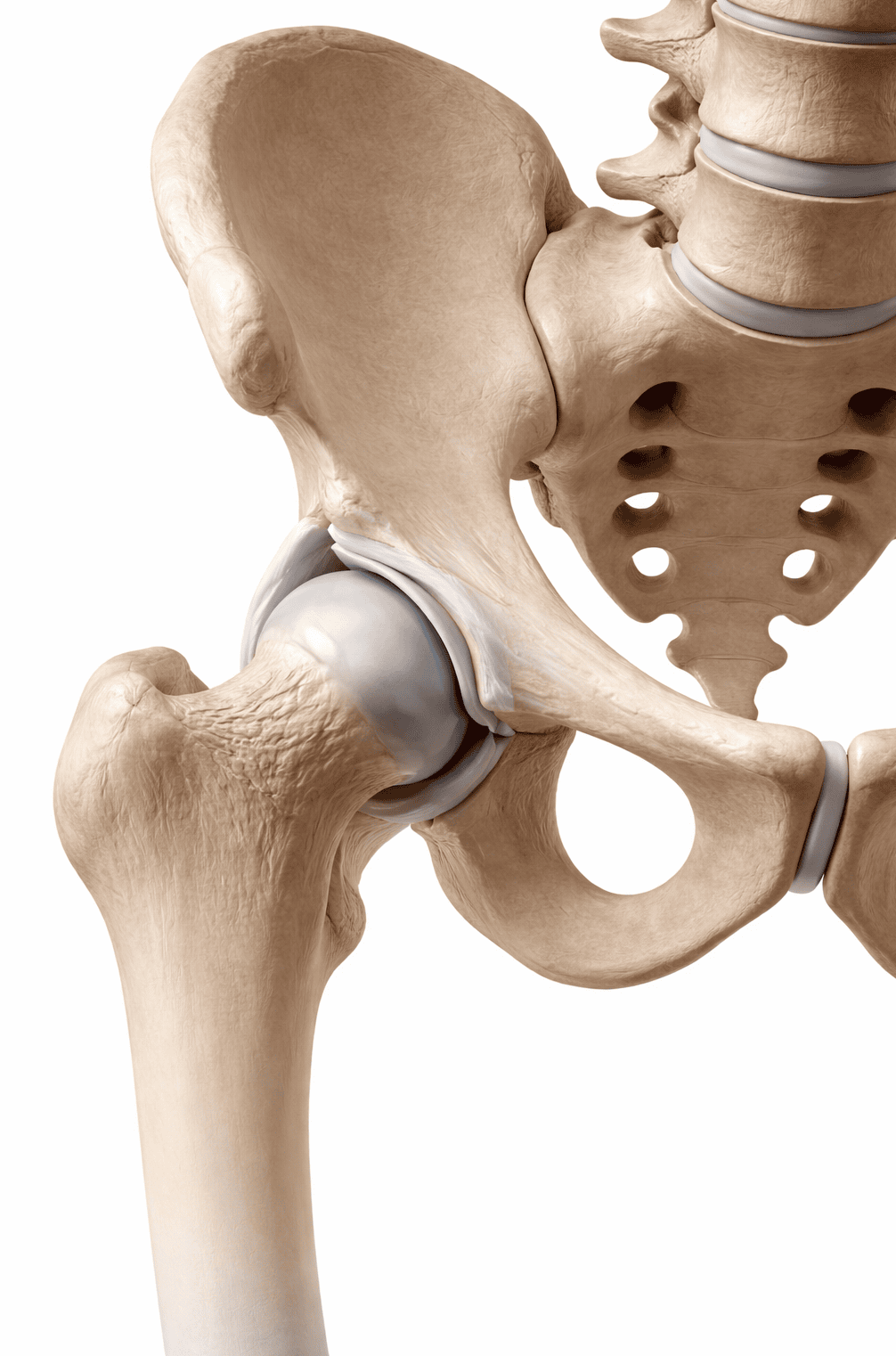 Anatomische Detailaufnahme des menschlichen Hüftgelenks